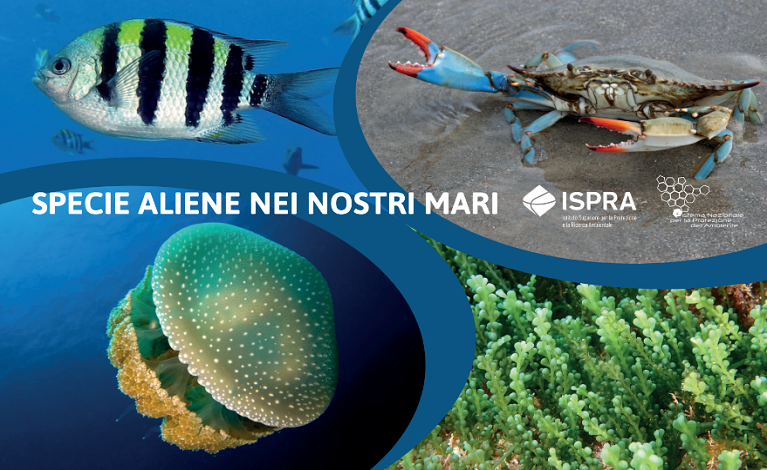 networknnb's tweet photo. Specie #aliene nei nostri mari. 
In caso di avvistamento fai una foto o video, annota la località e informa l'ISPRA: alien@isprambiente.it
🚩Leggi l'opuscolo https://t.co/OlfkpfIuFW
Eventuali segnalazioni inviate contribuiranno a monitorare la distribuzione e diffusione https://t.co/skYGWSK6qa