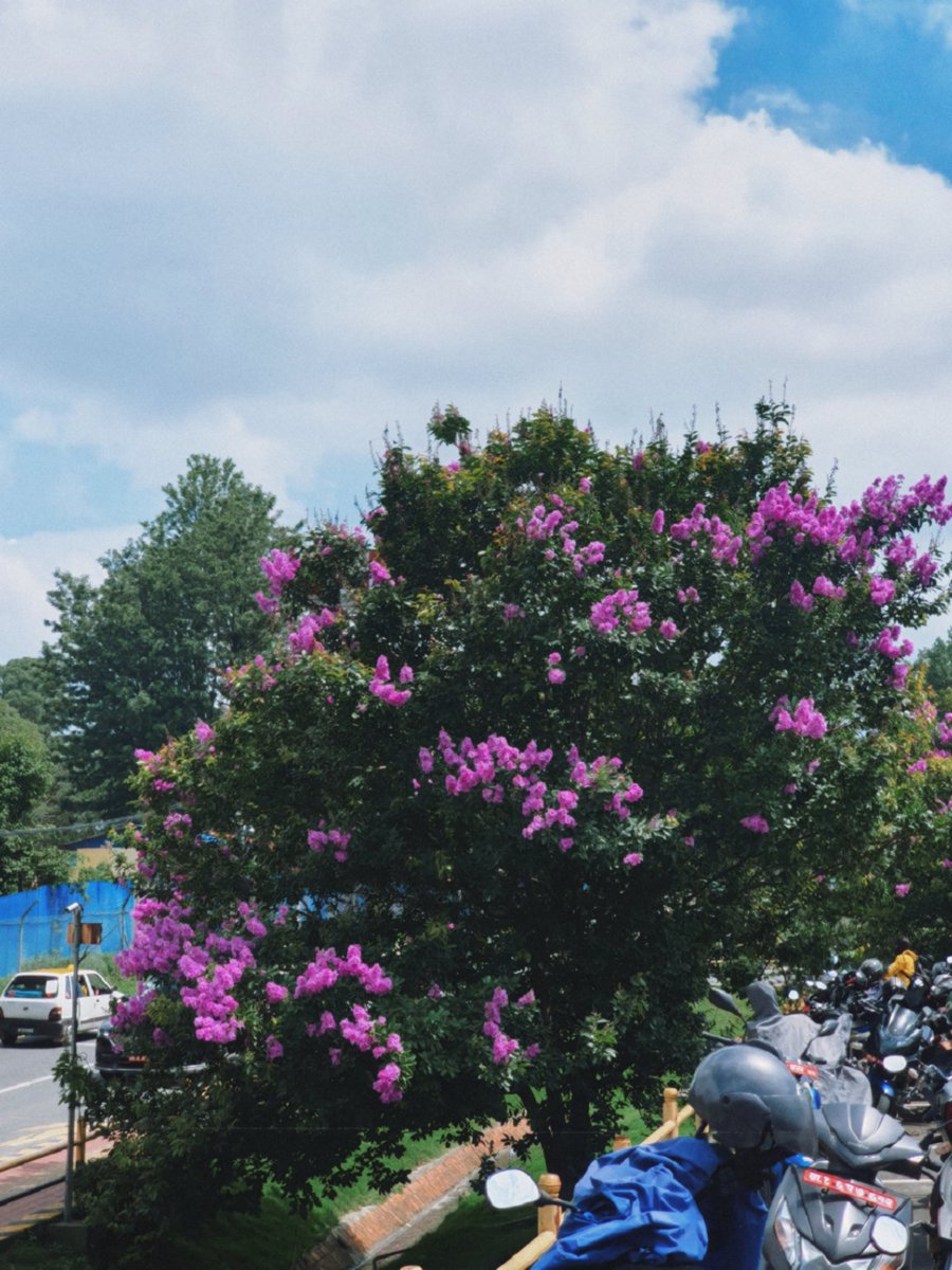 Namuney1's tweet photo. The blue highlights the clouds, the dark green leaves highlight the pink flowers and our darkness highlights every moment of light and joy in our lives. It's a combined effort. Happiness alone is meaningless without a background of some sadness. https://t.co/6T0igW31Jb