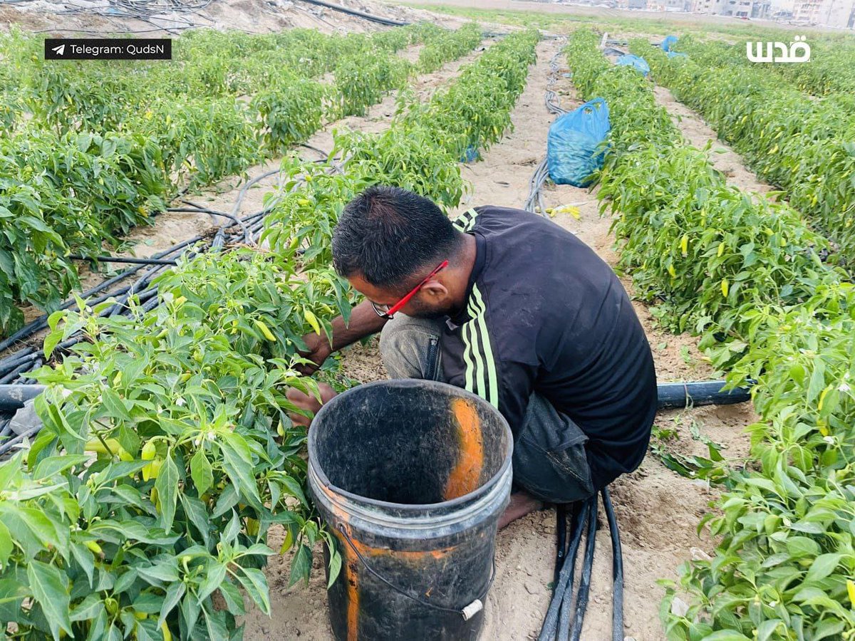 Palestinian farmers in Khan Yunis returned to their land, determined to resume their agricultural work despite the immense destruction inflicted by the Israeli occupation forces.