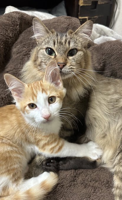 子猫体力がついて縦横無尽に走るようになった 