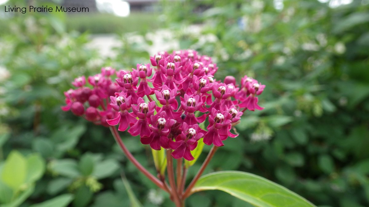 One free milkweed per household at our Monarch Butterfly Festival, July 20 &amp; 21, 10:00 am to 3:00 pm. First come, first served! Plants will be available both Saturday and Sunday. 
More free fun at the festival, including live butterflies, guided hikes, crafts, and activities!
