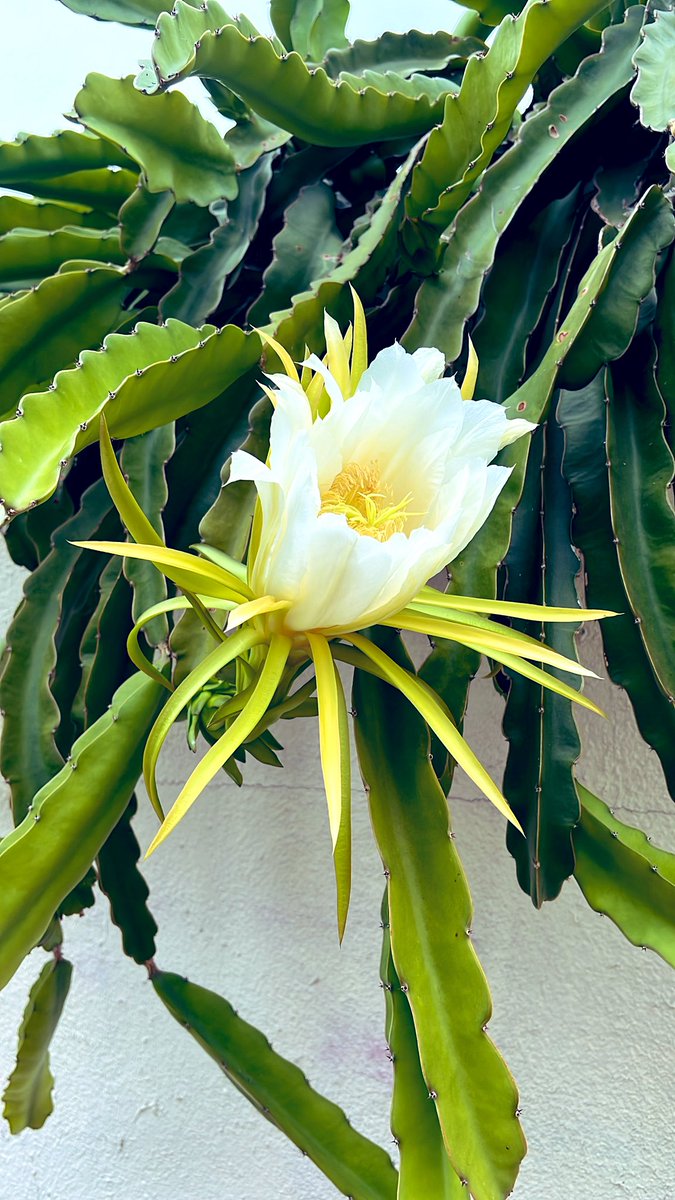 🤍 Buenos días 💚