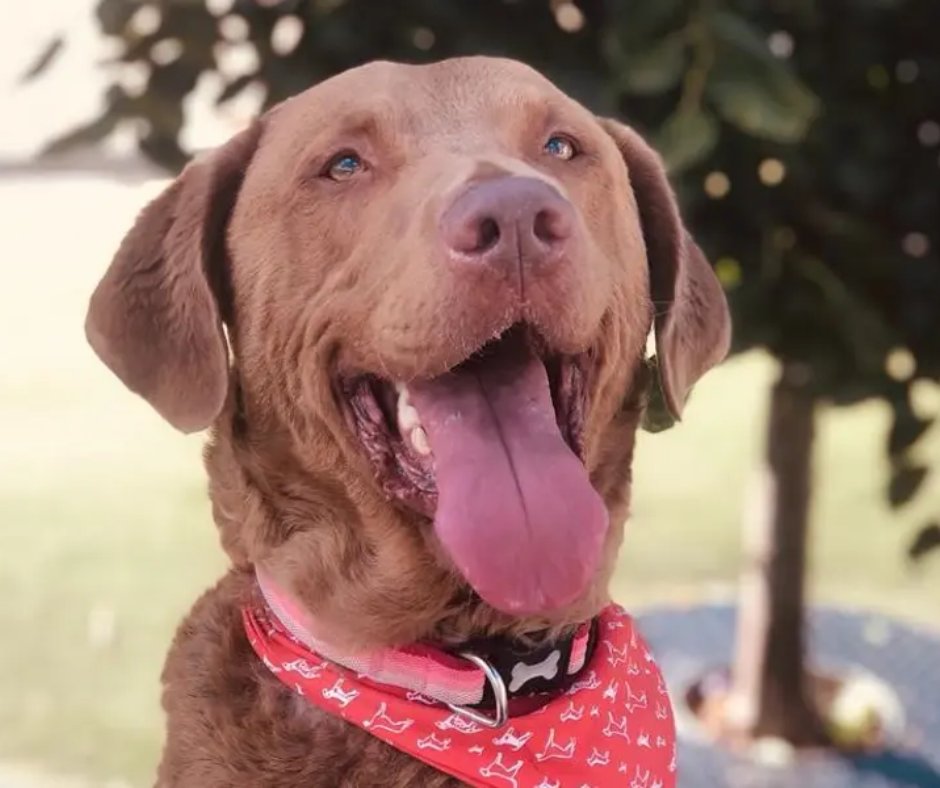 Bentley is a beautiful boy who is full of love and energy. This playful pooch likes to chase after tennis balls before snuggling down with you in the evening. He is very smart and will be an absolute joy to have in the home💛
<a href="/DT_MANCHESTER/">DogsTrust Manchester</a>📍 bit.ly/4d4mpoV