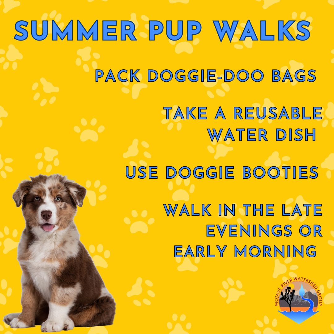 MojaveRiver's tweet photo. 🐶 The High Desert is HOT right now, but you can still take your pup on a walk if you do it right! Check out these tips that are sure to keep your fur baby happy and safe all summer long. Protect the watershed by protecting your pup! https://t.co/Ql7Nyiq5M4