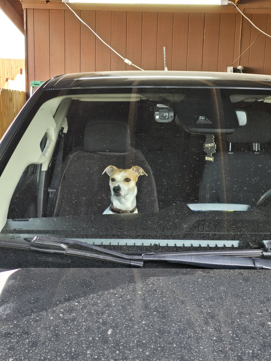 Silly guy waiting for me to get in the driver seat. Poor guy hurt his leg, but he's in good spirits!