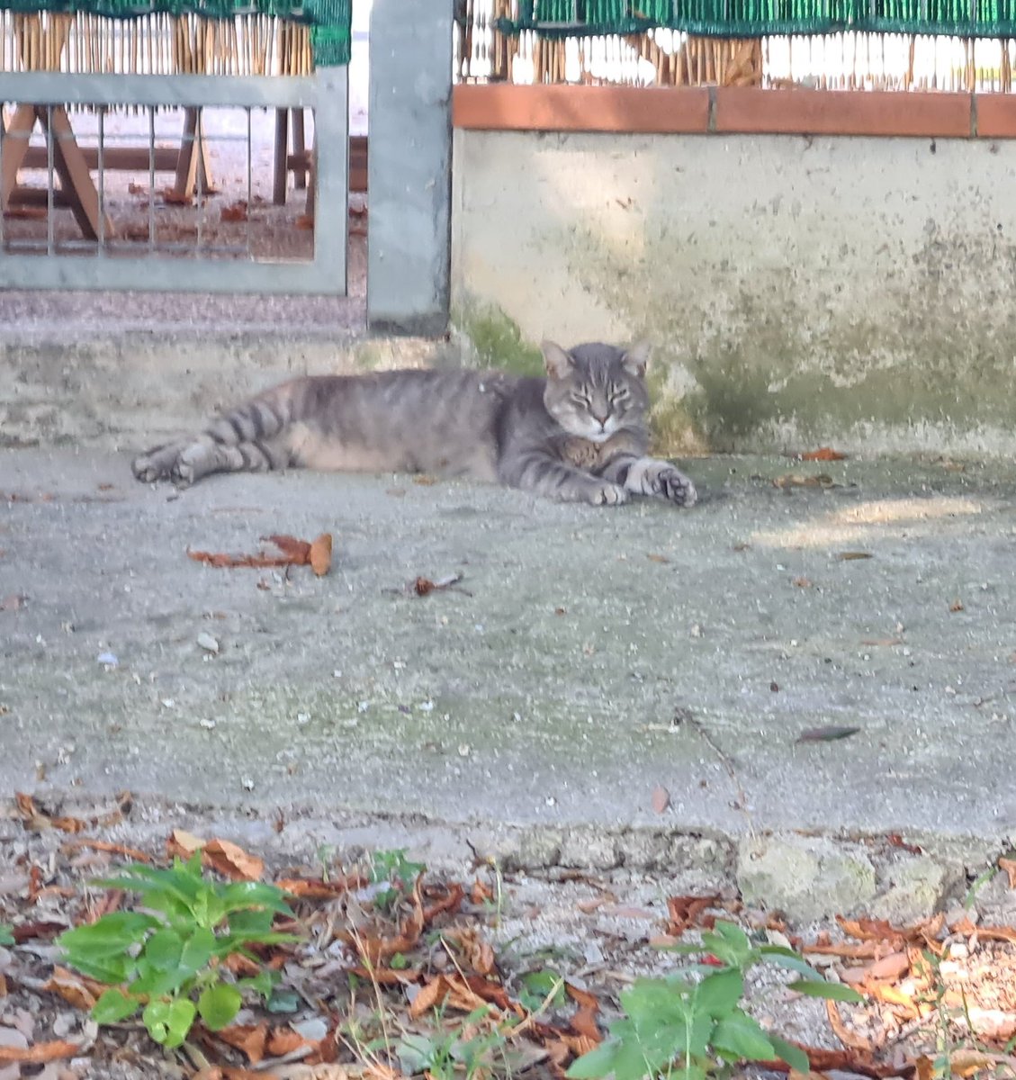 danieluccio81's tweet photo. Fa caldino anche per lui! #cat https://t.co/jRbXj22fft