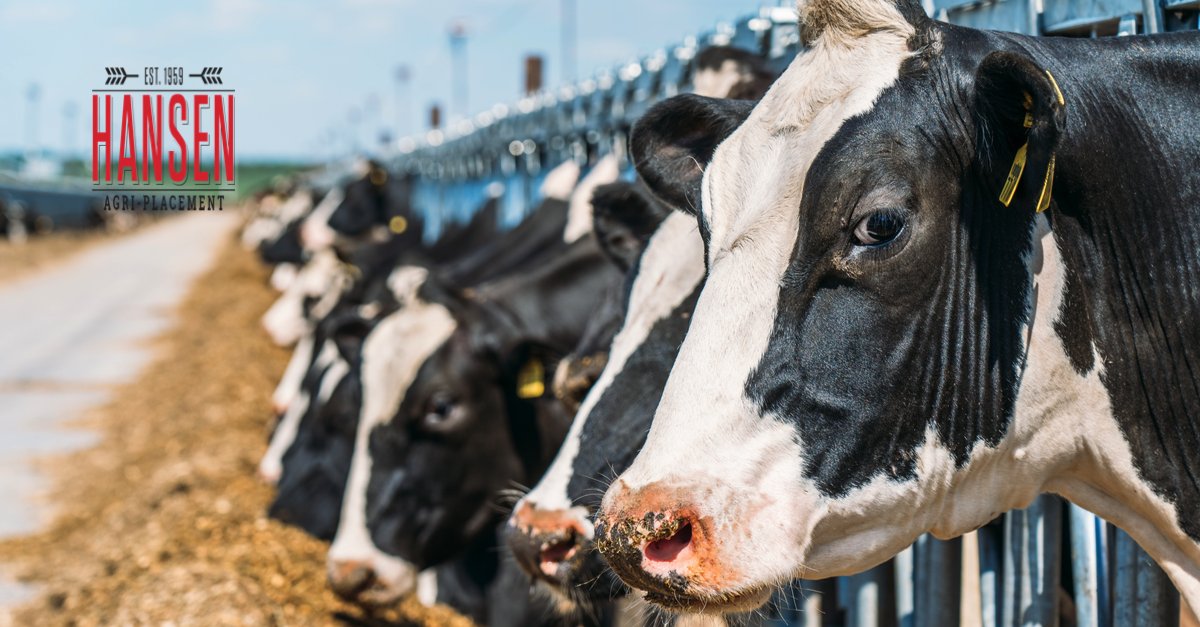 HansenAgriPLCMT's tweet photo. Dairy Manager (KH-10635)
$100,000 - $120,000
Texas
#AgJobs #DairyJobs #DairyFarmManager #Dairy #DairyManager
https://t.co/nPw52SFnGa https://t.co/ziPTKUIfc2