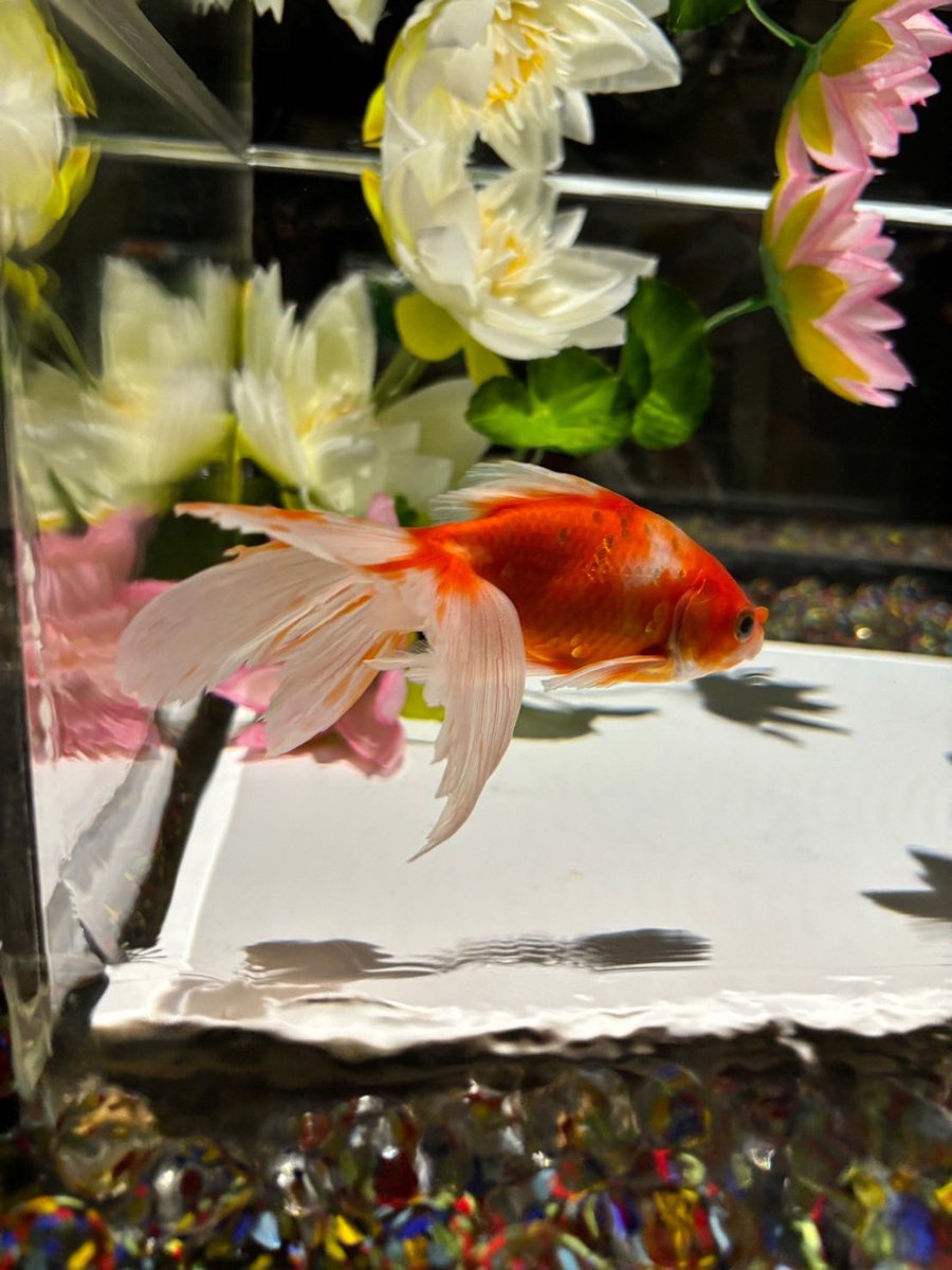 azure410's tweet photo. はじめての金魚 https://t.co/H6pDAZzyYs
