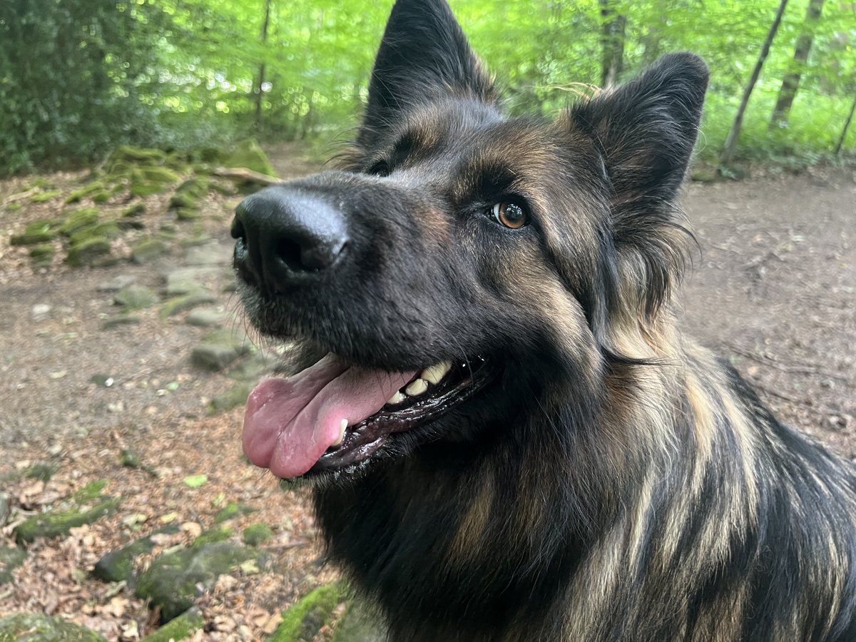 ForRover's tweet image. Hello, just to let you all know I’m still out walking and working. Delilah is well. Also just a funny picture today, when I went to scoop a poop, my hand went right through the bag! Fortunately I realised before I bent down to collect! 🤣🙈💩