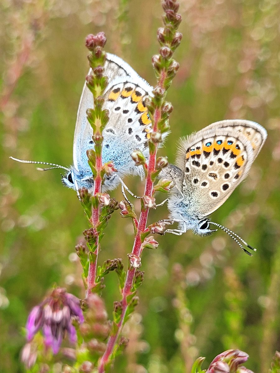 Dorset Heaths Partnership tweet media