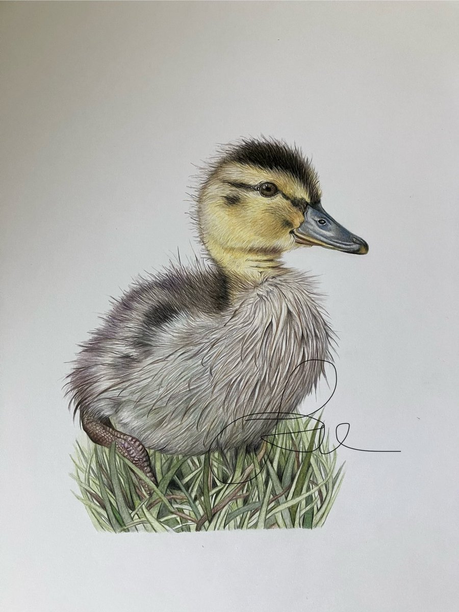 studio22artz's tweet image. Both these original drawings are now available. Contact if interested. Thanks. #art #drawing #wildlife