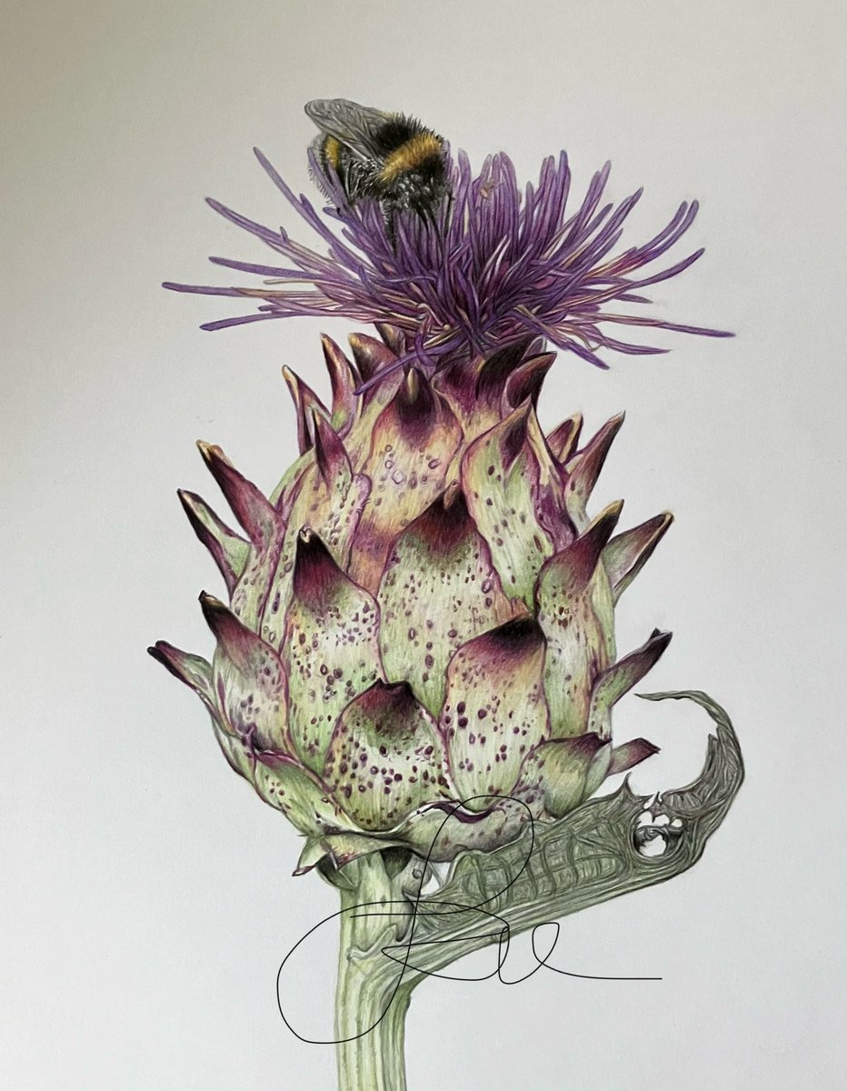 studio22artz's tweet image. Both these original drawings are now available. Contact if interested. Thanks. #art #drawing #wildlife