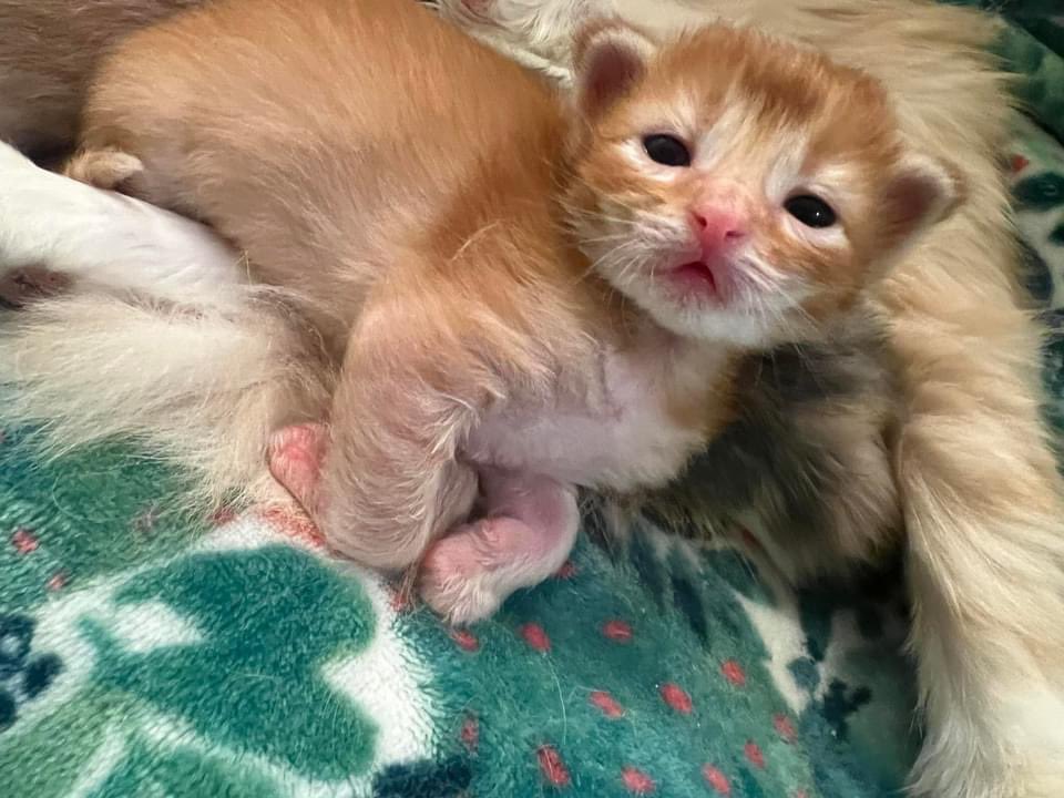 🌻🐝Kitten Mama🐝🌻 tweet media