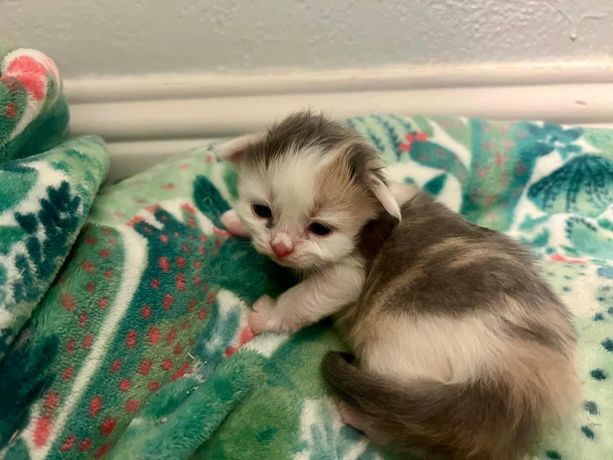 🌻🐝Kitten Mama🐝🌻 tweet media