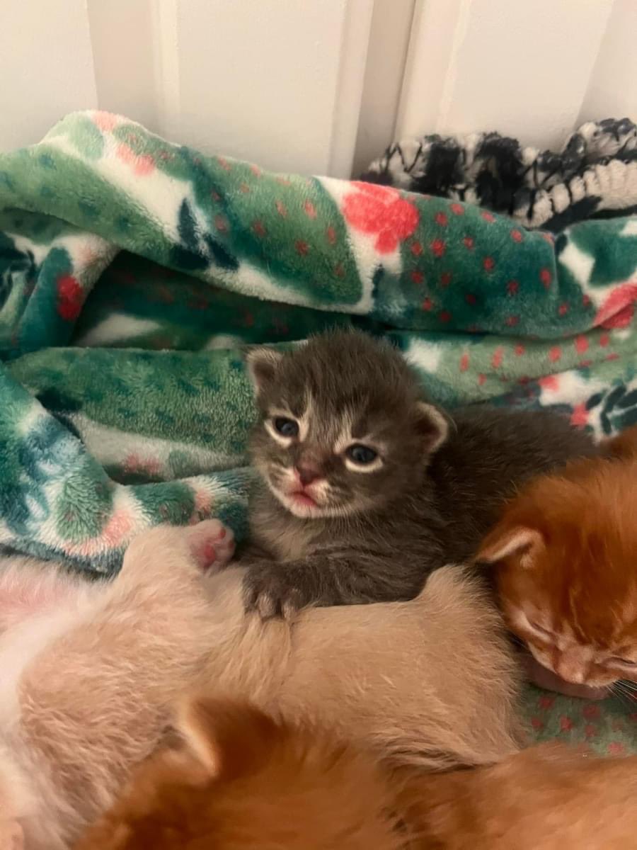 🌻🐝Kitten Mama🐝🌻 tweet media