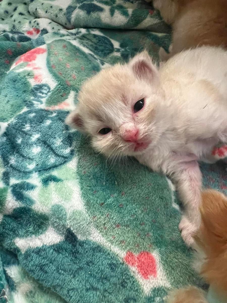 🌻🐝Kitten Mama🐝🌻 tweet media