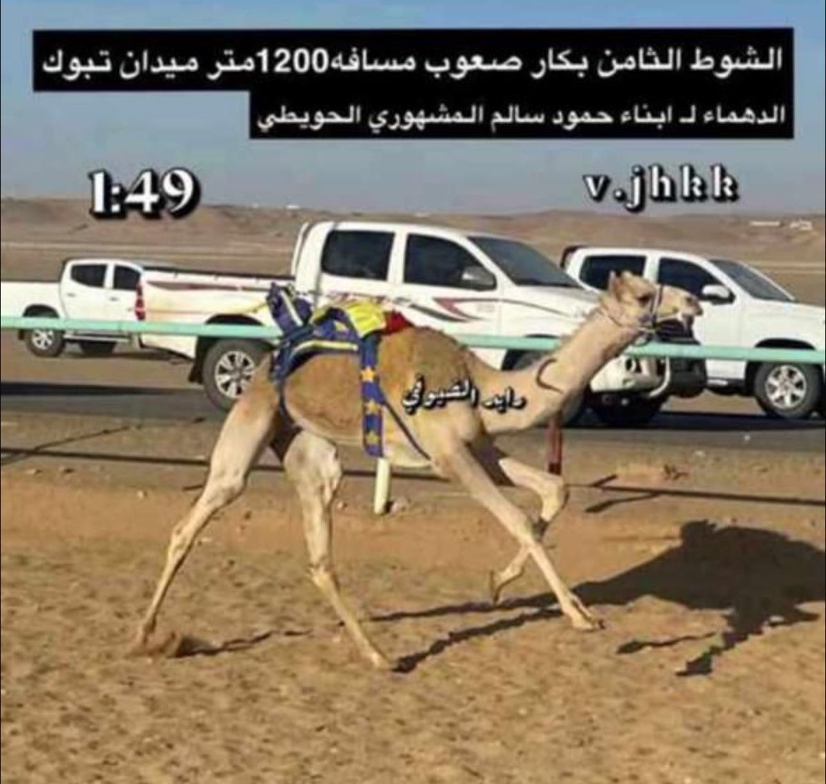v_jhkk's tweet photo. الدوحه لـ محمد مبارك بن قطامي المري صاحبة المركز الاول في سن الحقايق سباق موسم الطائف الاول  تصدير من ميدان تبوك مشريه من ابناء حمود سالم المشهوري الدهما سابقاً صاحبة انجازات عديده في ميدان تبوك
الاب زيزوم بن سراج اليامي
الام مهجنه منتج لـ ابناء حمود سالم الحويطي 
#رايد_الضيوفي #تصدير_ميدان_تبوك #هجن_تبوك #الهجن_السعودية #عملاق_الميادين_تبوك #سباقات_موسم_الطائف #مهرجانات_السعودية