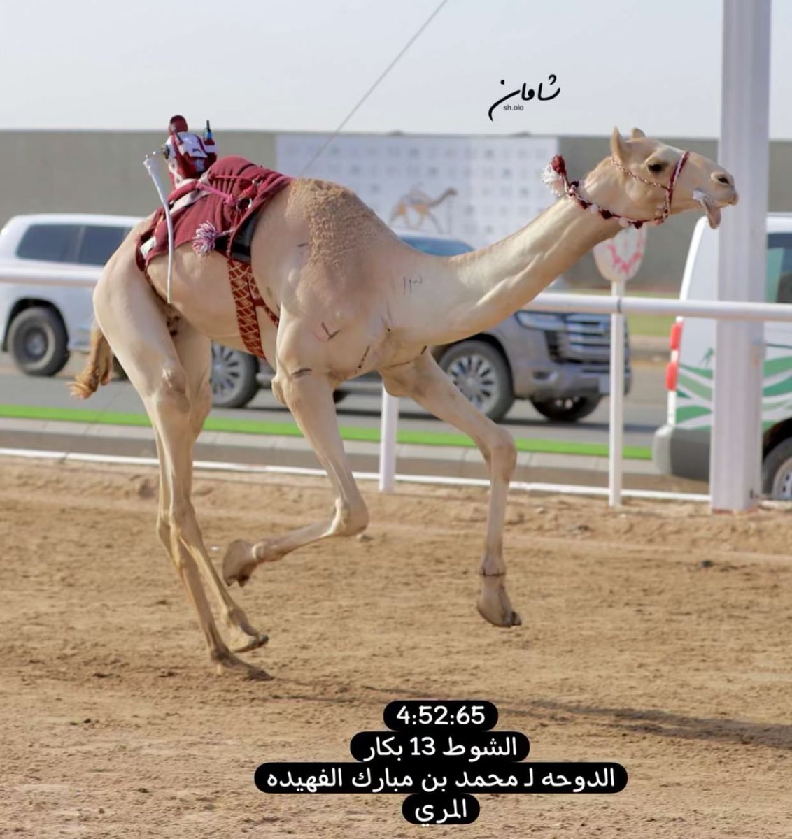 v_jhkk's tweet photo. الدوحه لـ محمد مبارك بن قطامي المري صاحبة المركز الاول في سن الحقايق سباق موسم الطائف الاول  تصدير من ميدان تبوك مشريه من ابناء حمود سالم المشهوري الدهما سابقاً صاحبة انجازات عديده في ميدان تبوك
الاب زيزوم بن سراج اليامي
الام مهجنه منتج لـ ابناء حمود سالم الحويطي 
#رايد_الضيوفي #تصدير_ميدان_تبوك #هجن_تبوك #الهجن_السعودية #عملاق_الميادين_تبوك #سباقات_موسم_الطائف #مهرجانات_السعودية