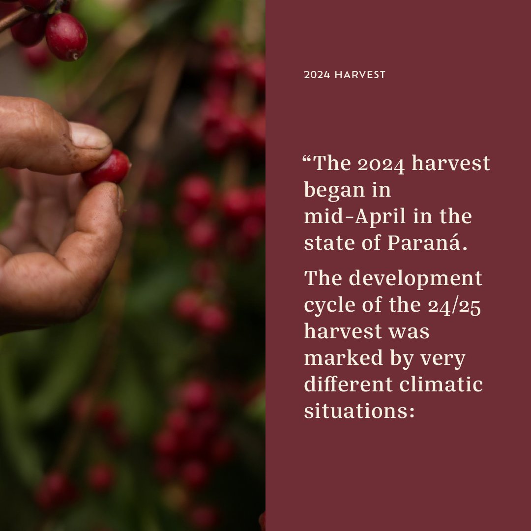 Casa Brasil Coffees tweet media