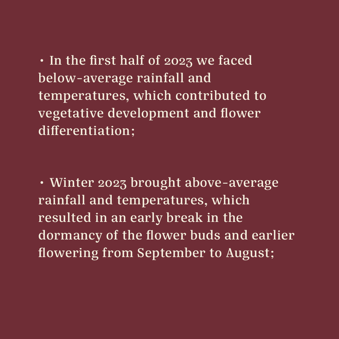 Casa Brasil Coffees tweet media