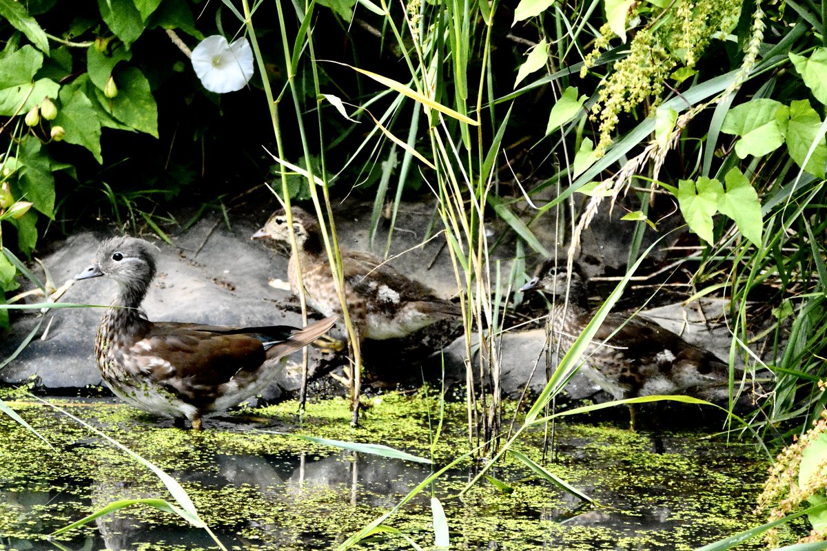 A young family of mandarin ducks seem to have moved into <a href="/MeanwoodFarm/">Meanwood Farm</a>'s pond.  🦆🦆🦆