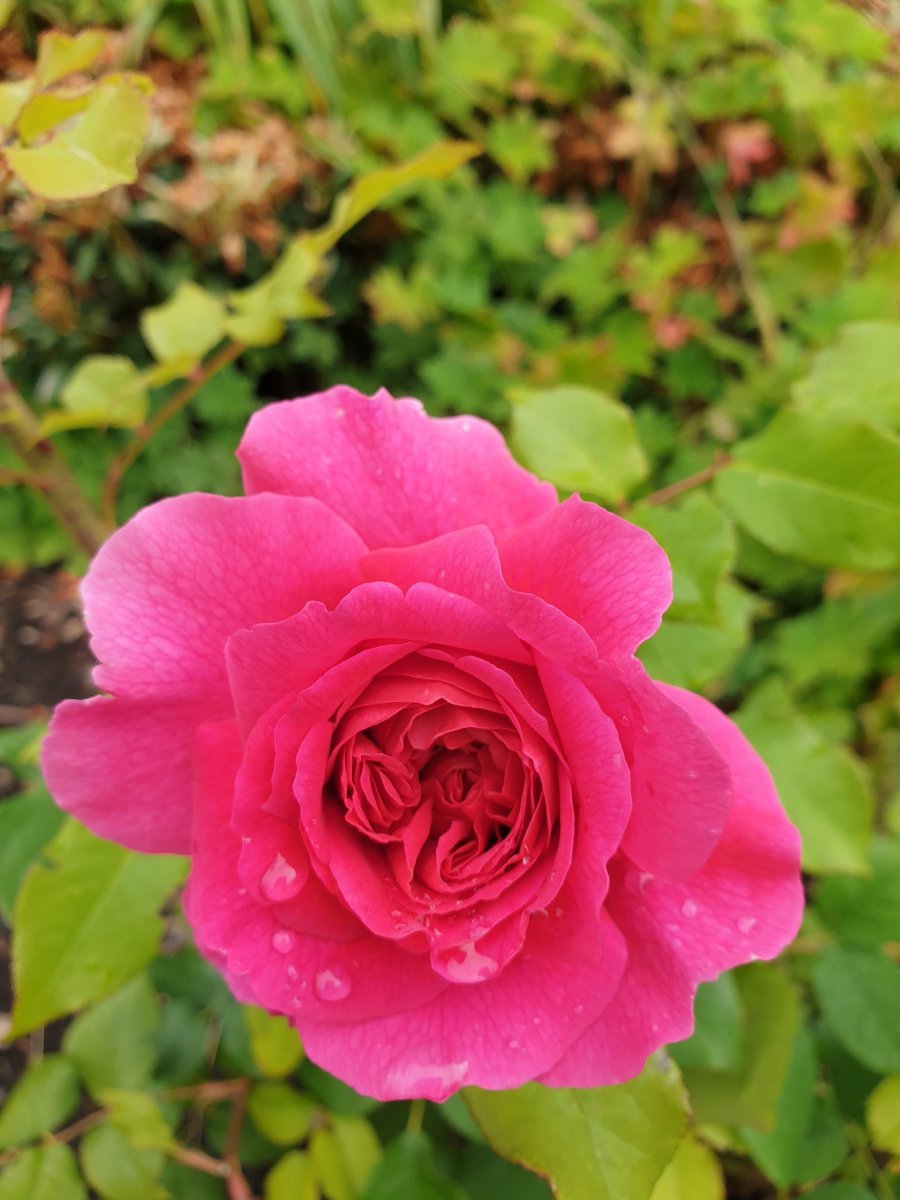 Dr Mercy Ette tweet media