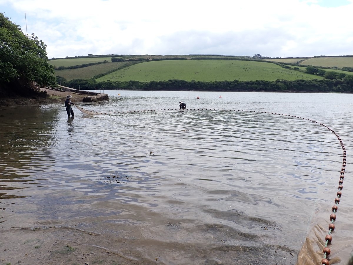 Franschinder's tweet photo. Which inshore habitats are most important for fish during early life stages?🐟
With @benciotti, @marion_ldp, @_RachelTurnbull, and Ryan Hepburn, we are using a variety of sampling techniques to assess juvenile fish habitat quality. @Fin_Vision

Thanks to the @TheFSBI and @PlymUni https://t.co/Qj7NVDGzun