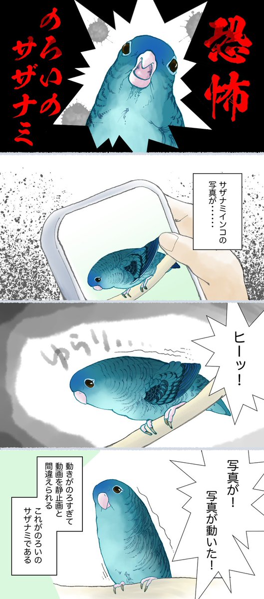 15日だよ、インコの日だよー。 サザナミインコ漫画、今回は夏らしく・・・ #サザナミインコ