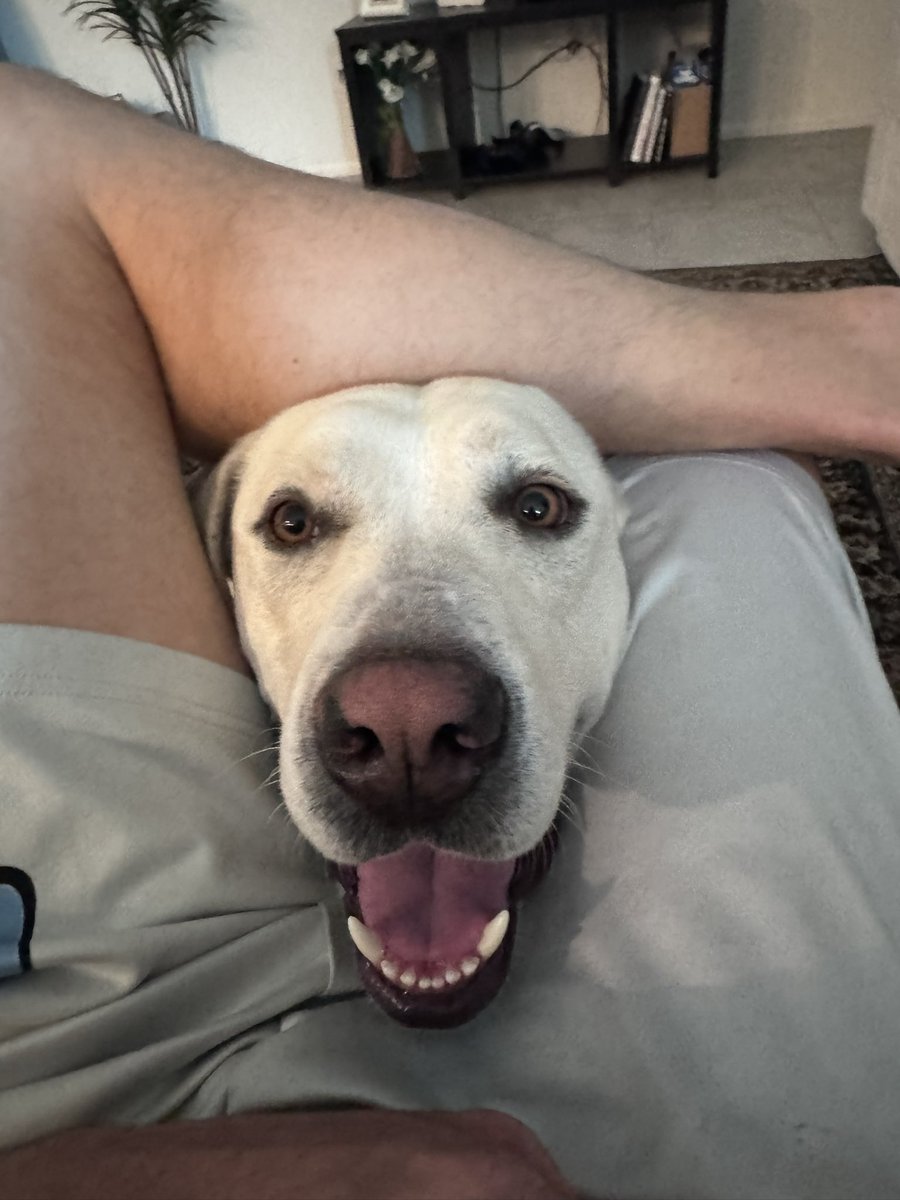 ItsBryceTorres's tweet photo. @stevewilldoit My boy Tucker! The Sin City Sniffer lol 
$Btorres1987 https://t.co/VKUvZzPbvL