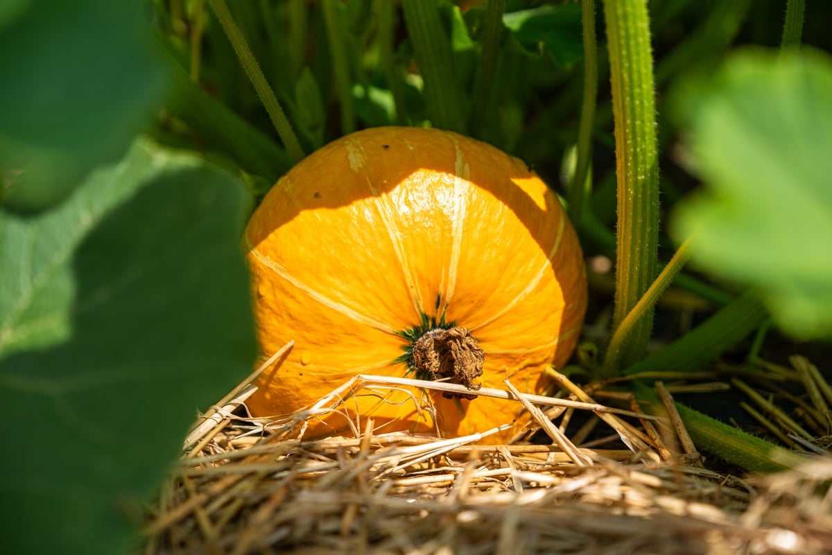 Pierwsze plony Miejskiej Farmy #Wroclaw.ia już są wro.news/FarmaPlony