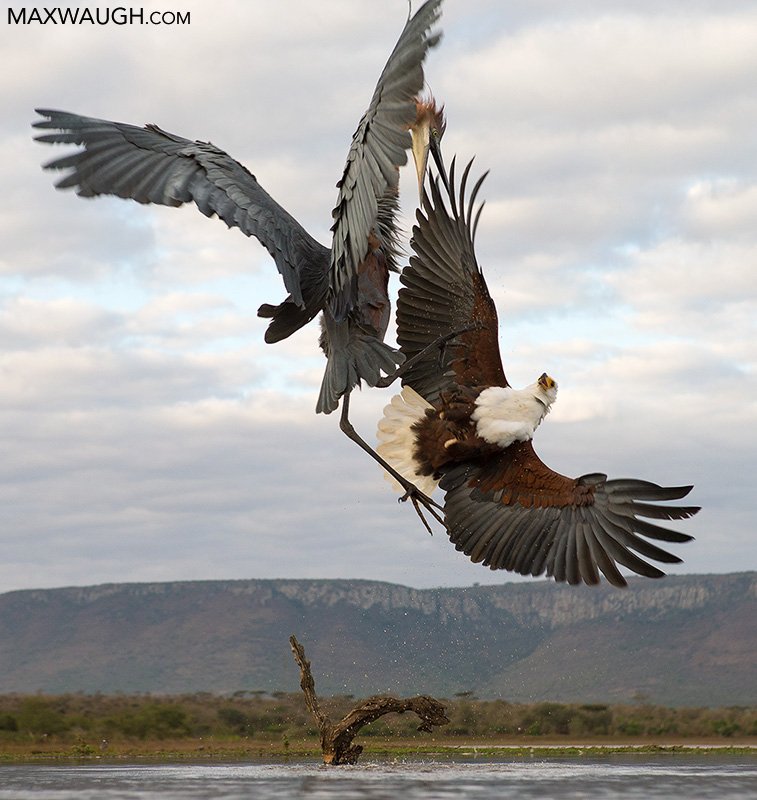 Herons and eagles can and do fight, and the winner usually depends on who can hit first. Eagles need to get close enough without being stabbed by the herons, and herons need range for their lunge attacks to spear.