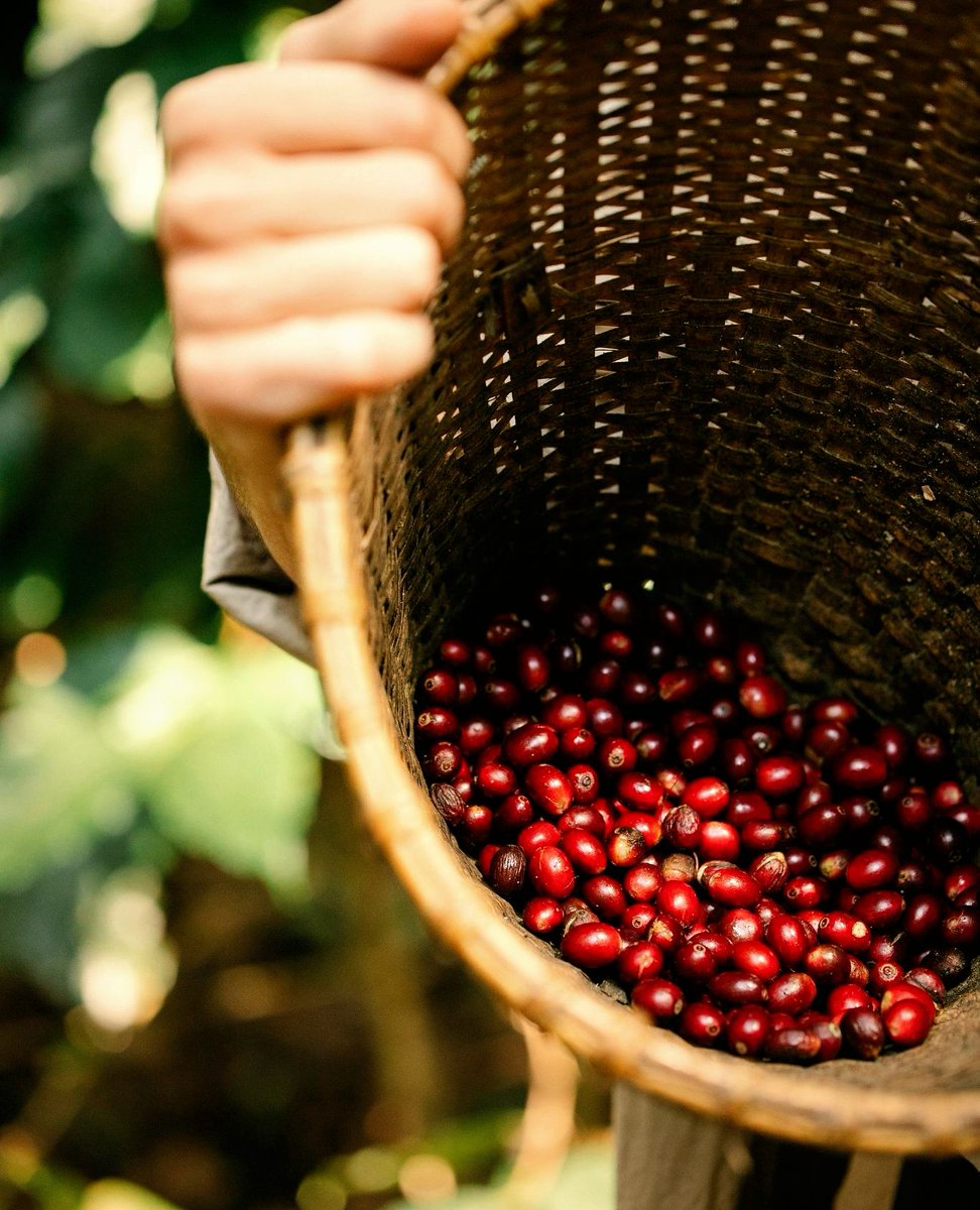VournasCoffee's tweet photo. Cherry start to the week! Each season as the crop ripens there's a short window to get into the fields and gather the best fruit. It's an early start, and you've gotta be ready to do it right!!

☕️☕️☕️ #coffeeculture #coffeecommunity #coffeefirst #firstshift https://t.co/XVptdulERm
