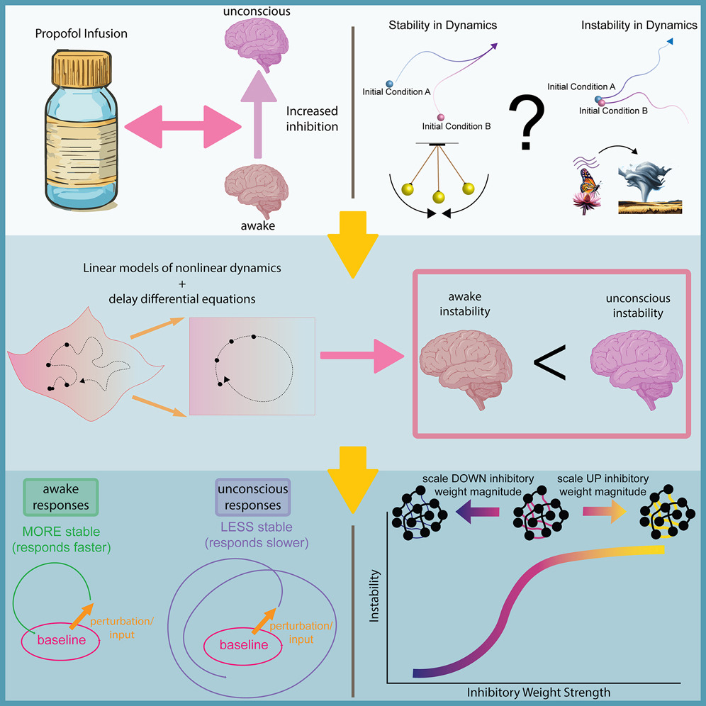 Earl K. Miller (@millerlabmit) on Twitter photo New paper! Propofol anesthesia causes unconsciousness by making your brain more chaotic. It does this *increasing* inhibition, weirdly enough. Work led by <a href="/adamjeisen/">Adam J. Eisen</a> and <a href="/Leokoz8/">Leo Kozachkov</a> A collaboration between labs in <a href="/MIT_Picower/">MIT Picower Institute</a> <a href="/mcgovernmit/">McGovern Institute</a>
doi.org/10.1016/j.neur…
#neuroscience New paper! Propofol anesthesia causes unconsciousness by making your brain more chaotic. It does this *increasing* inhibition, weirdly enough. Work led by <a href="/adamjeisen/">Adam J. Eisen</a> and <a href="/Leokoz8/">Leo Kozachkov</a> A collaboration between labs in <a href="/MIT_Picower/">MIT Picower Institute</a> <a href="/mcgovernmit/">McGovern Institute</a>
doi.org/10.1016/j.neur…
#neuroscience