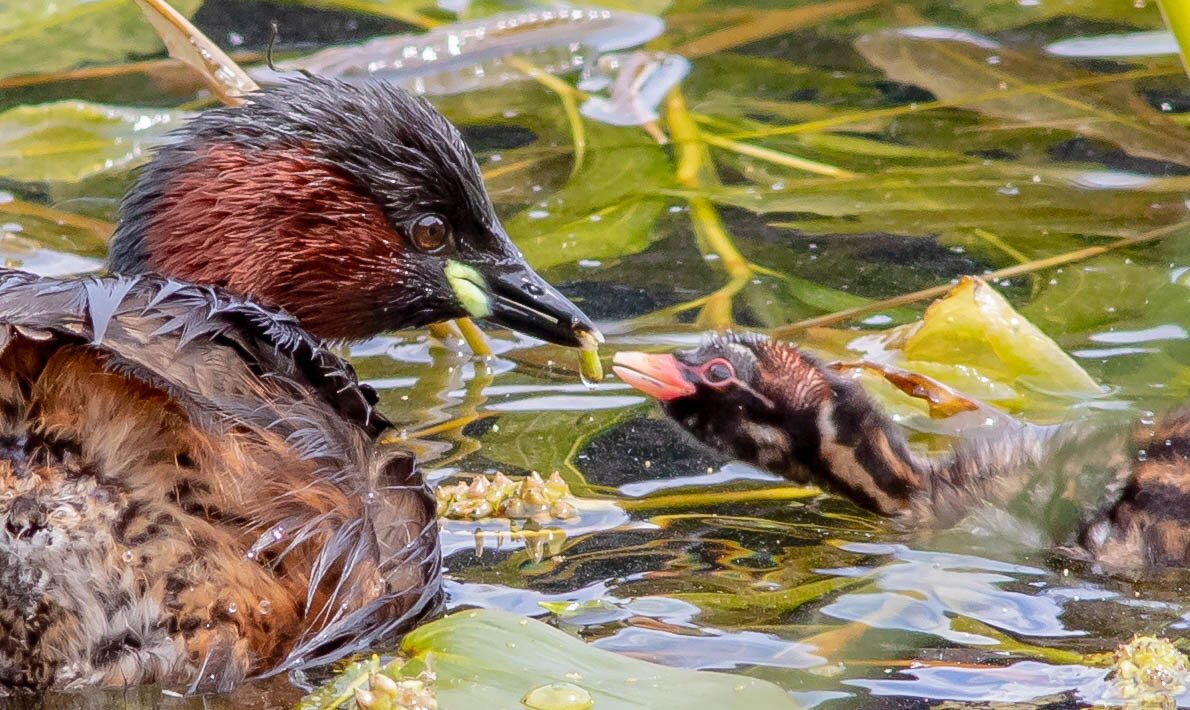 Daz72pix's tweet photo. Little Grebes this weekend at @UptonHouseNT https://t.co/VOXjvjbDBS