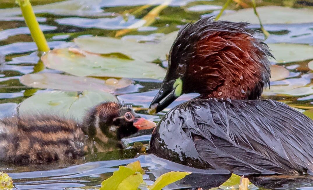 Daz72pix's tweet photo. Little Grebes this weekend at @UptonHouseNT https://t.co/VOXjvjbDBS