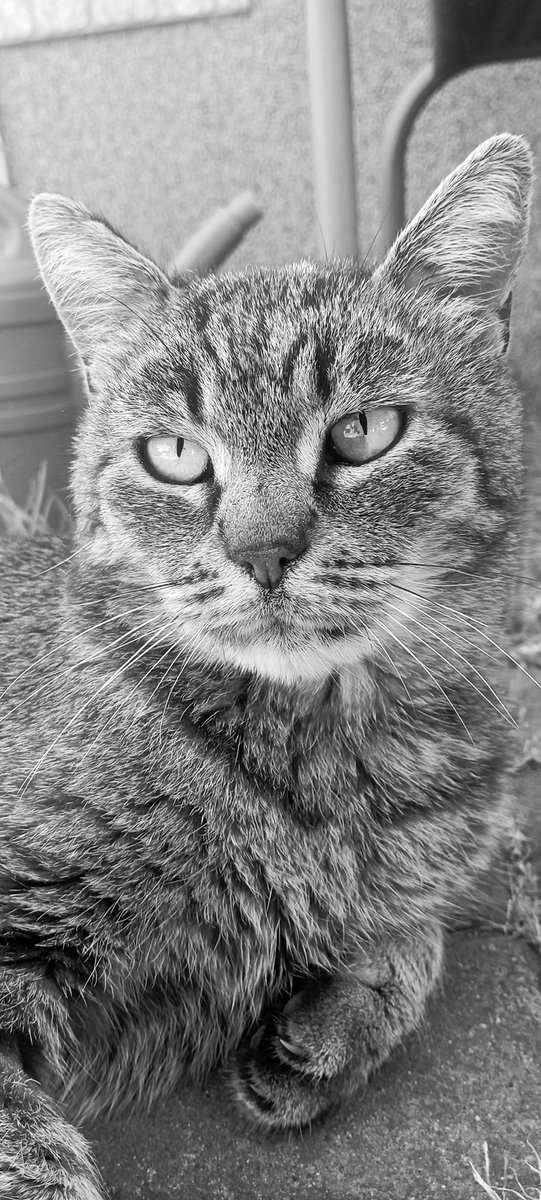 Shinryu is exploring Yotei tweet media