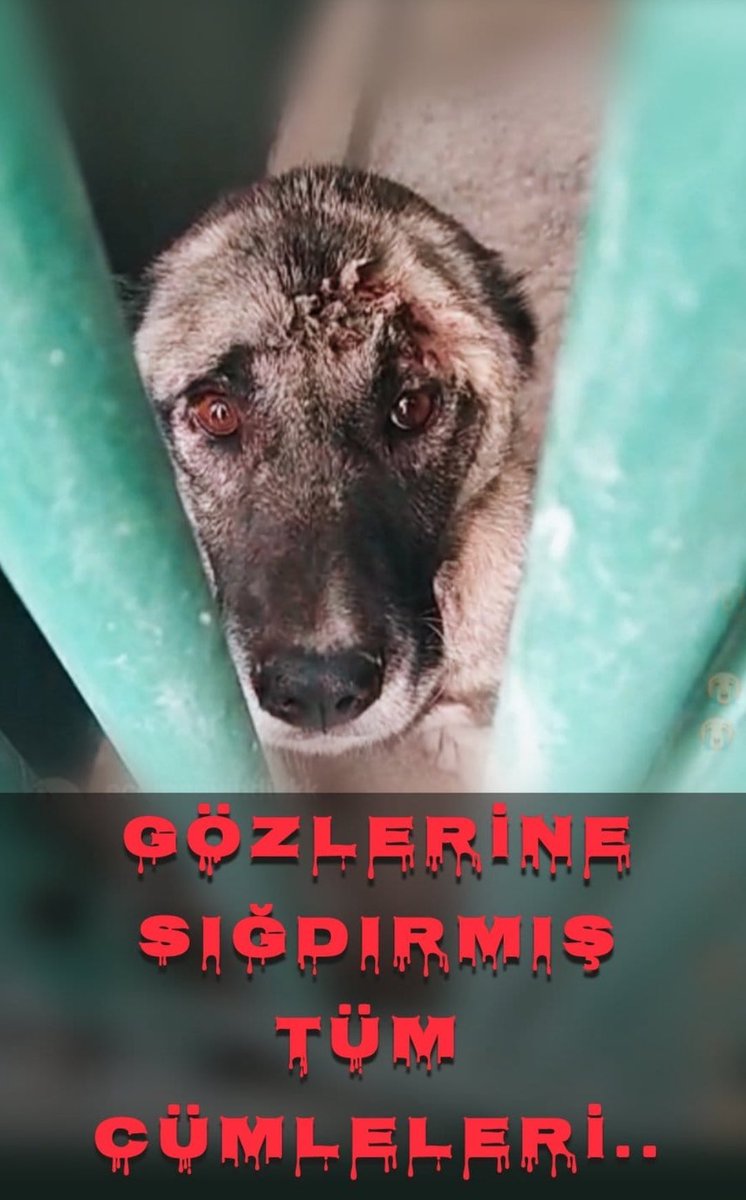 Serkan Uzun (@n_eversaynever1) on Twitter photo 