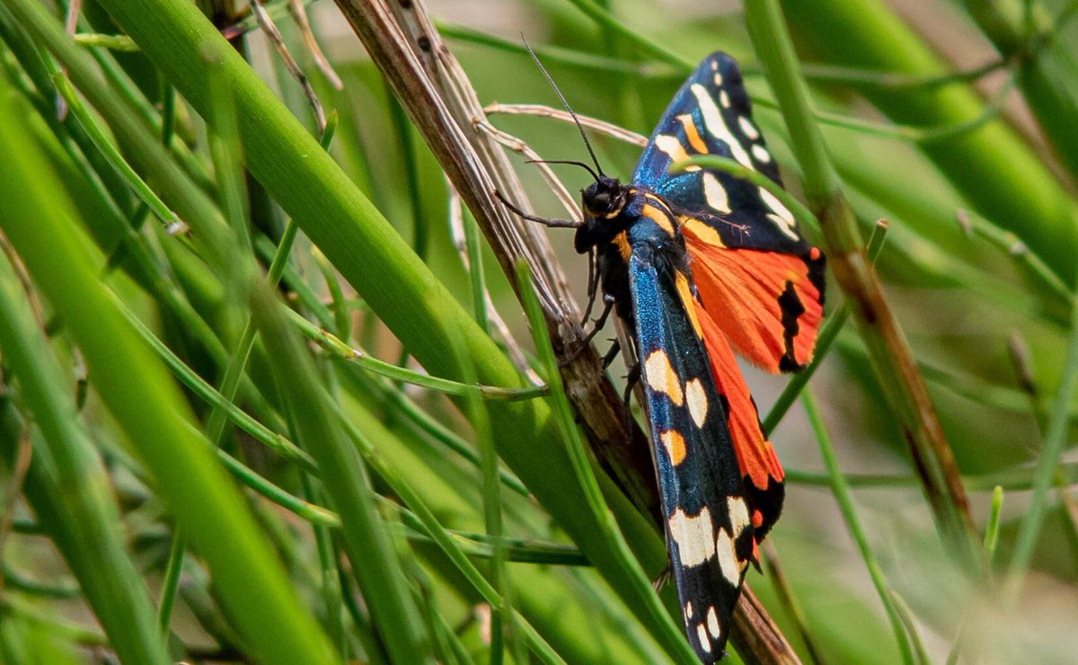 Daz72pix's tweet photo. A Scarlet Tiger Moth (I think) this weekend @UptonHouseNT https://t.co/OrmssPLHLX