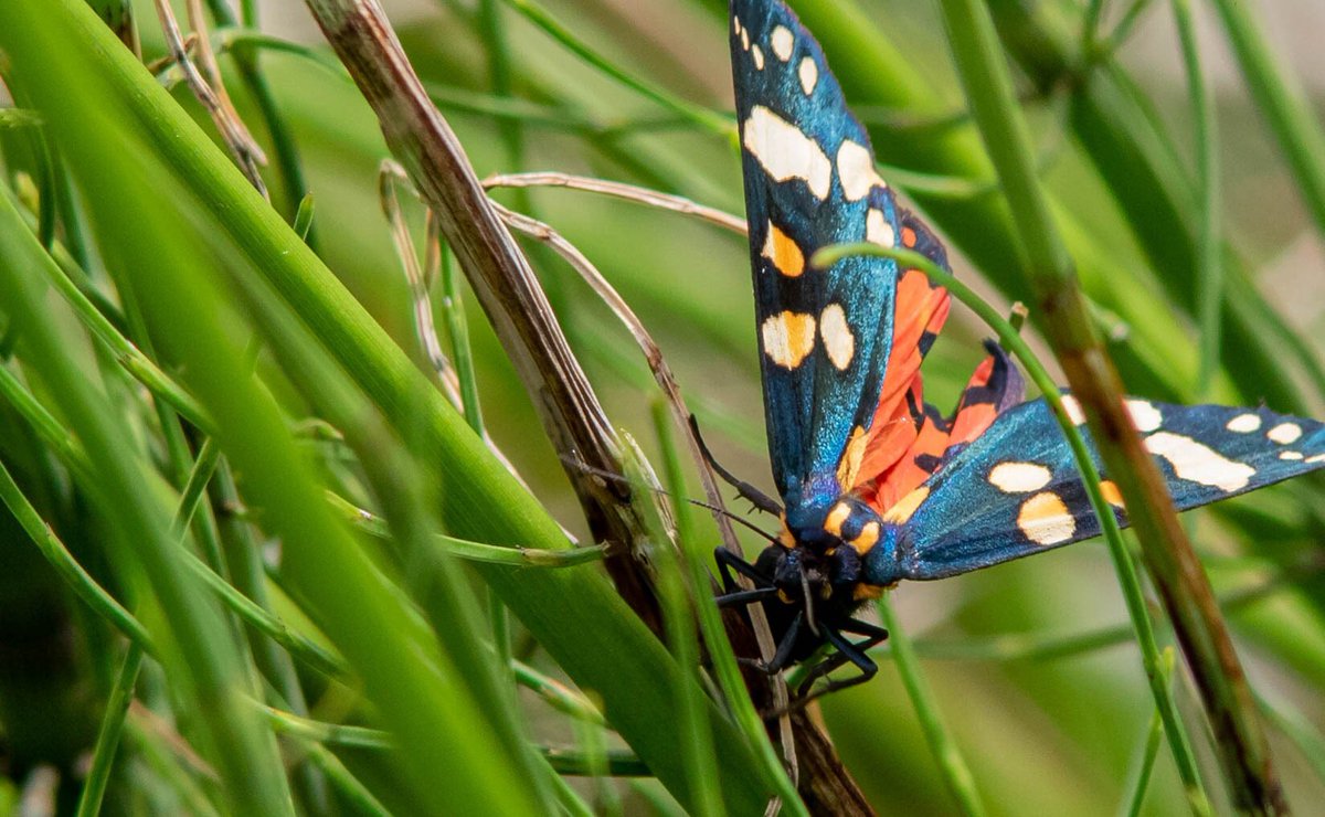 Daz72pix's tweet photo. A Scarlet Tiger Moth (I think) this weekend @UptonHouseNT https://t.co/OrmssPLHLX