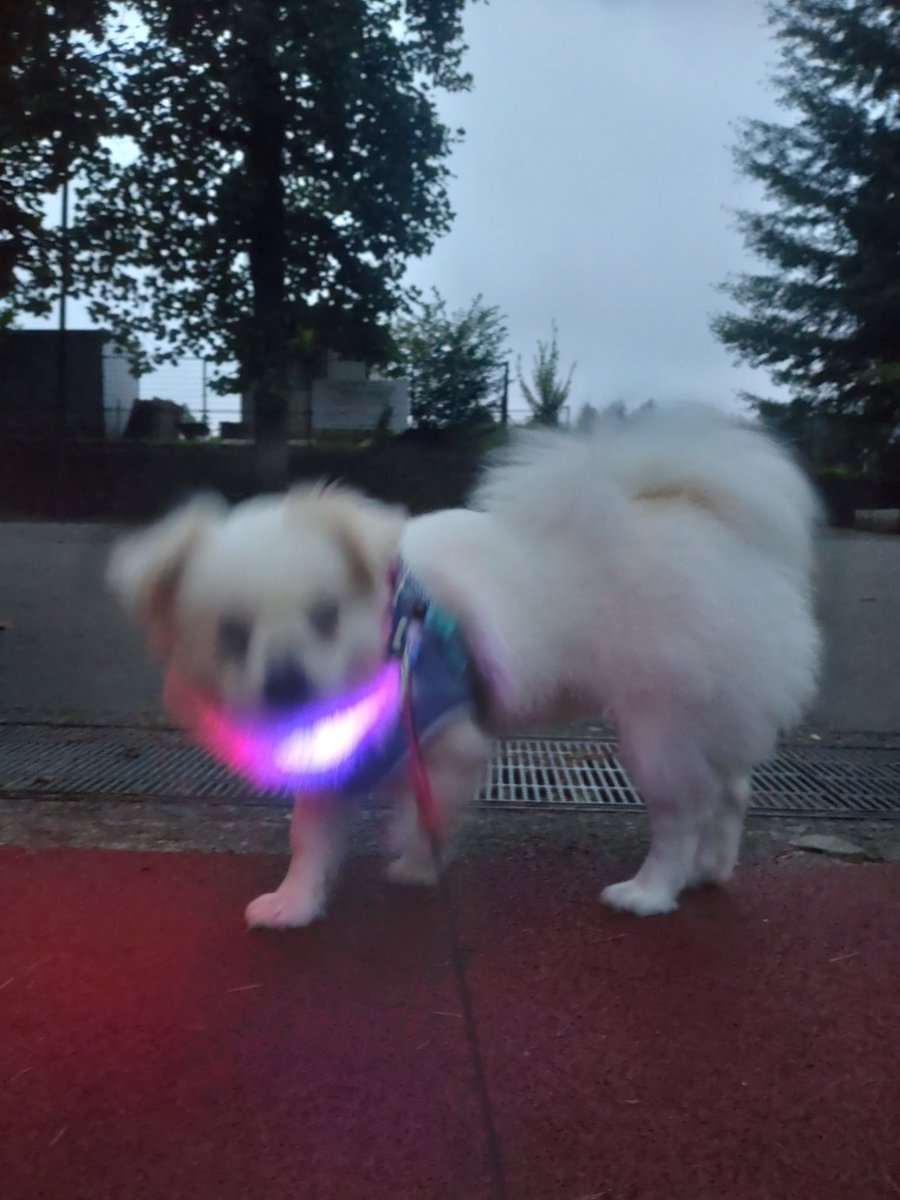 yutimaru7070's tweet photo. 夕方のまりも氏です🐕

実際は写真よりもう少し可愛いです。

#ペキニーズ
#ポメラニアン
#ポメペキ
#ペキポメ
#犬のいる暮らし 
#暗くなるとピンボケする https://t.co/VyjwL9UCa8