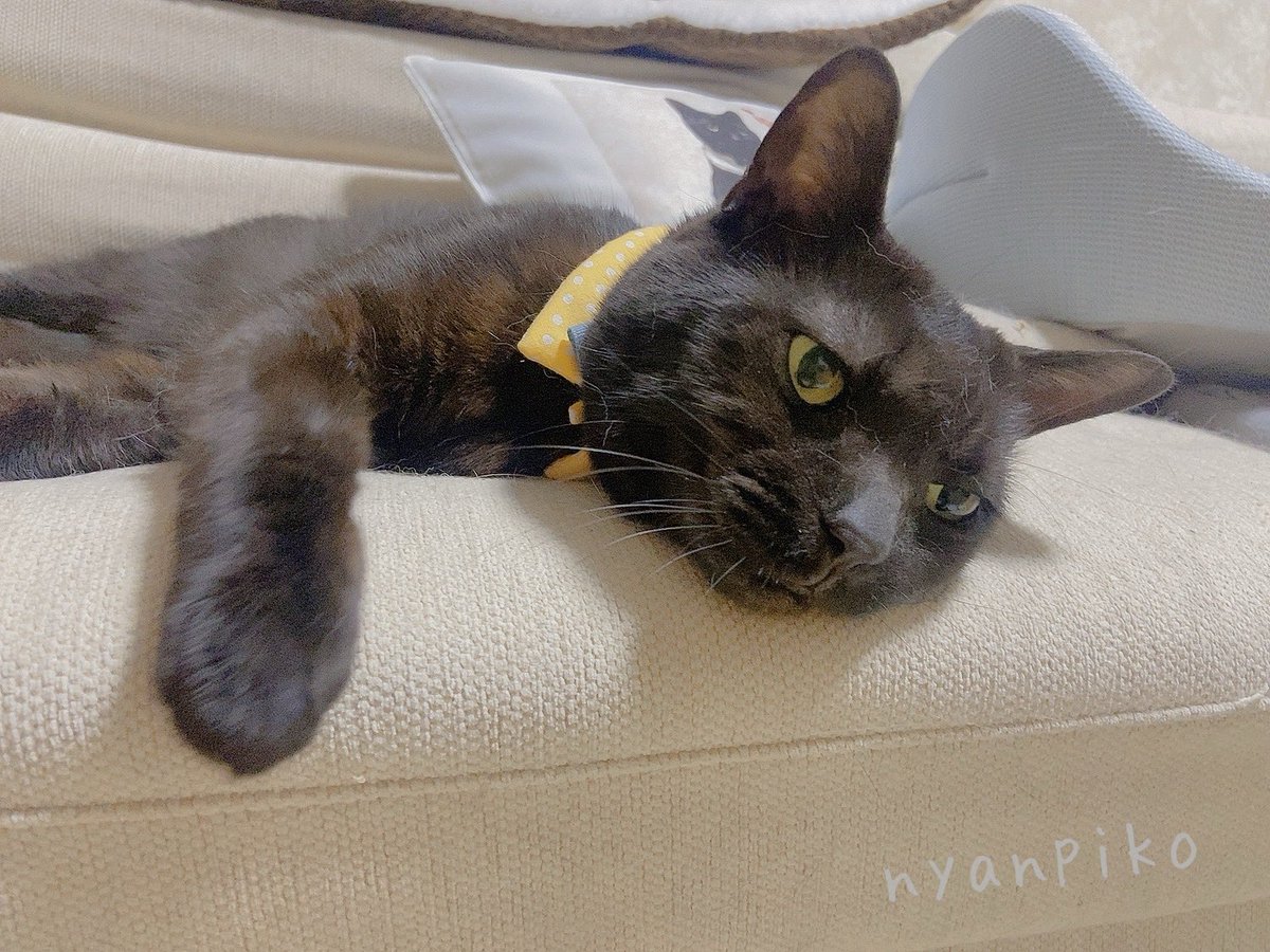 neconyankuroe's tweet photo. おめかししたよ💕

@moko_5628 さんお手製のカラーでキメポーズ🫢

#猫 #ネコ #cat #スコティッシュフォールド #黒猫 https://t.co/7wAc4RmIOD