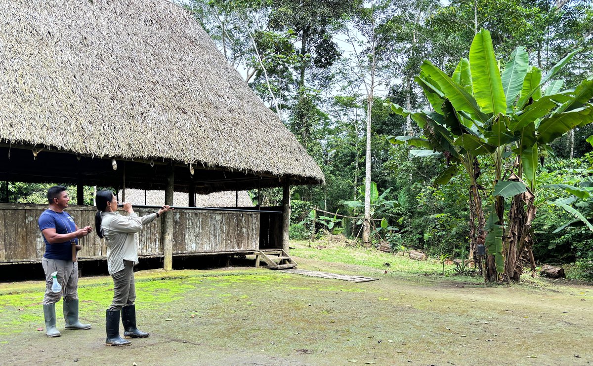 OriginalEcuador's tweet photo. A visit to Ecuador’s Amazon offers an enriching cultural experience. Discover the traditions of the different indigenous groups, some of who still reply on blowpipes for hunting in the Ecuadorian Amazon 🌱🐒.
#EcuadorianAmazon #EcuadorTourism #AmazonExperience #OriginalEcuador https://t.co/sHEEdTMhkg
