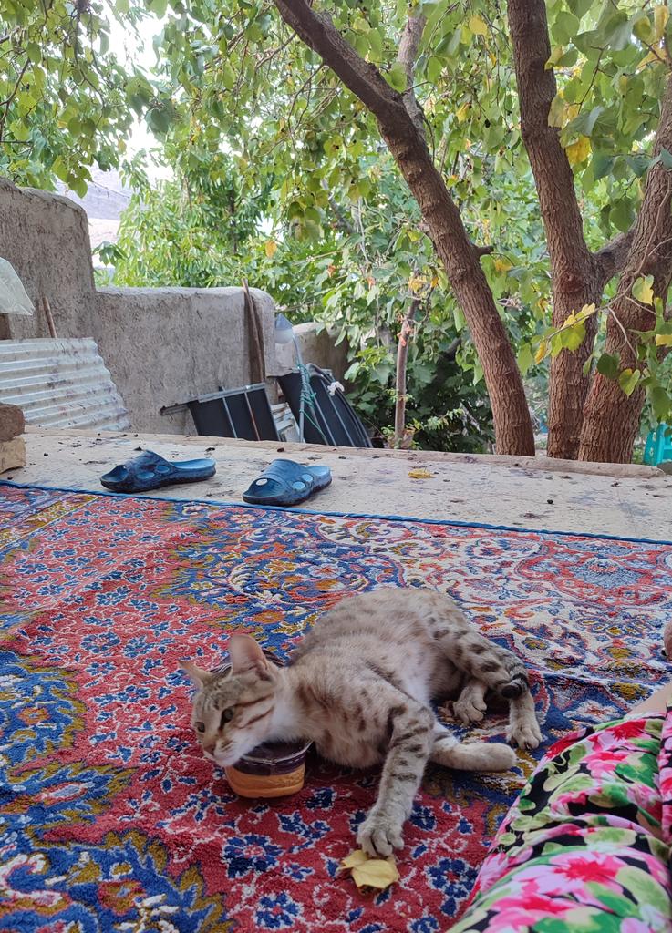 🐱 tweet media