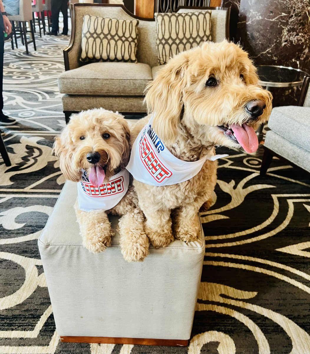 kkhudak's tweet photo. The Milwaukee Hilton has some impawsibly cute staff members! 😍 Meet Millie and Sadie, who are currently busy assisting guests with throwing a tennis ball while on a zoom https://t.co/ciS89RwnPp