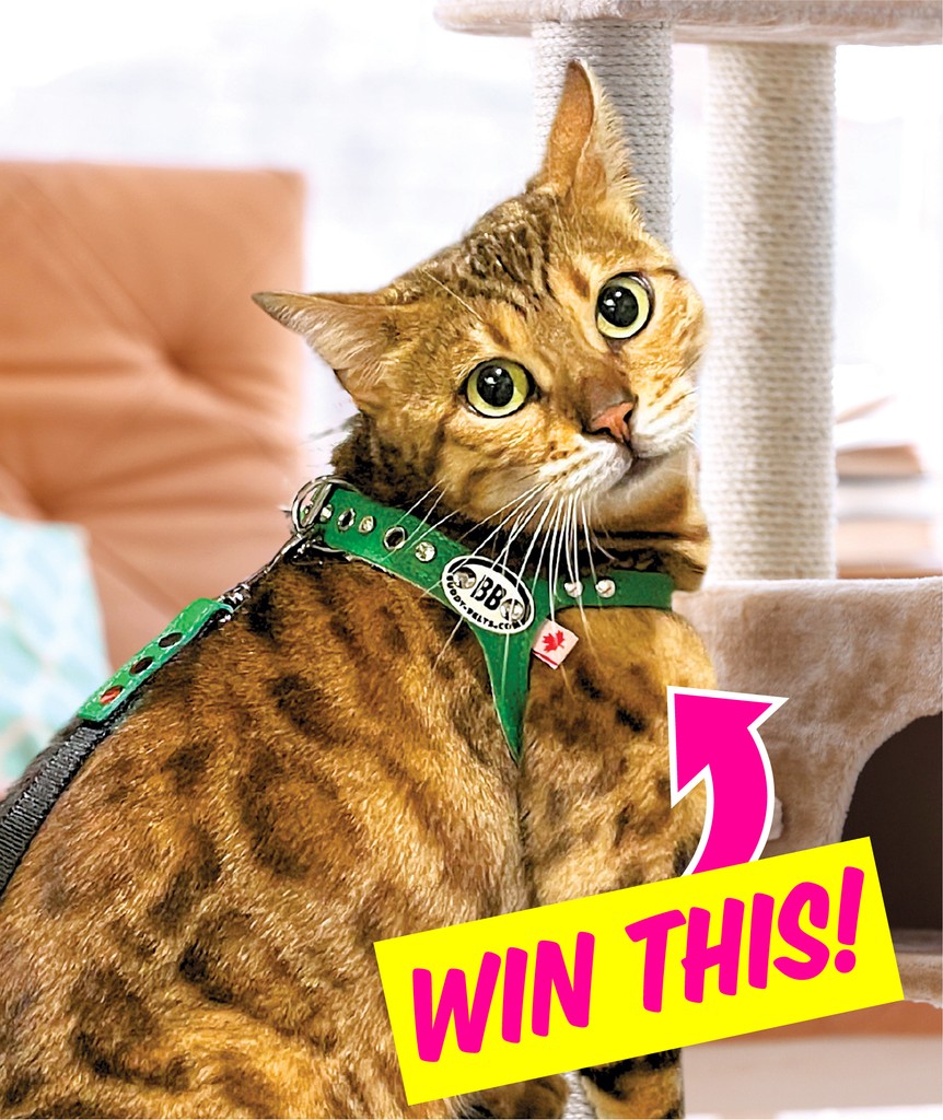 ModernCatMag's tweet photo. Don't miss this #Giveaway! Win a cat gear prize pack from #BuddyBelts! Includes a matching Buddy Belts Harness, Leash, ID Collar, and Poopurse set. 🐾

Enter now: https://t.co/lF4QvDh1rv #moderncat #cats #catgear #catlife https://t.co/3iZdT1I3xC