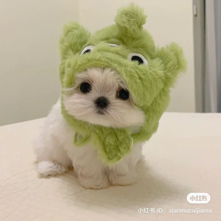 twaniimals's tweet photo. 💚 https://t.co/iXha1ZZLst
