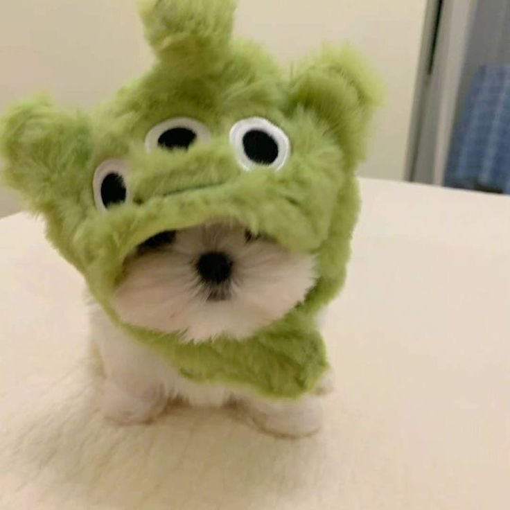 twaniimals's tweet photo. 💚 https://t.co/iXha1ZZLst