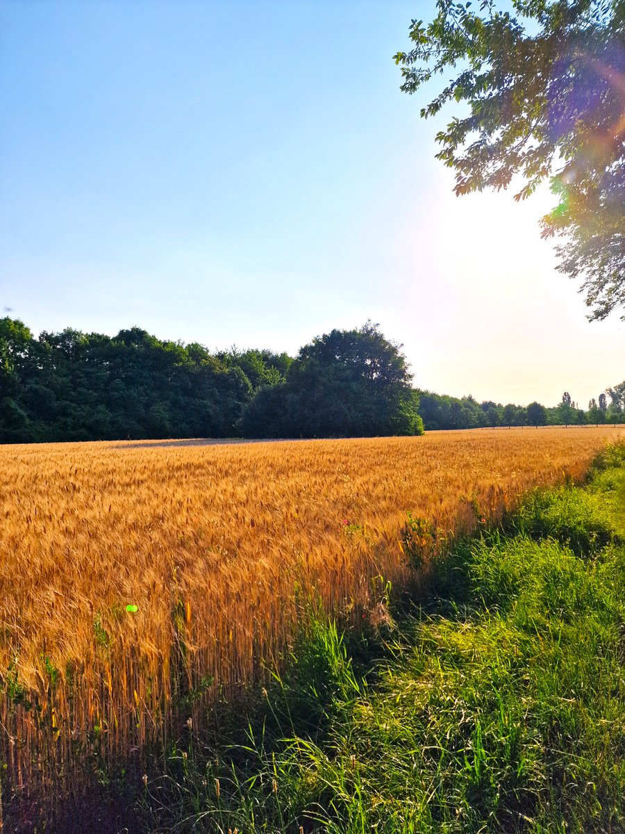 DJairportdisco's tweet photo. Summer day
#summerday #sunnyday #sunnysummerday #summerinvienna #ontheoutskirts #summerfield  #dailywalk #lovingnature #NaturePhotography https://t.co/nz13vk3rBA
