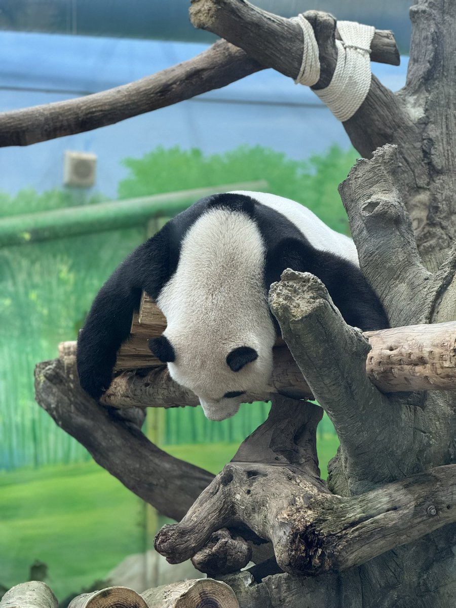 BimbDee's tweet photo. My spirit animal. https://t.co/CyUm64KnB6