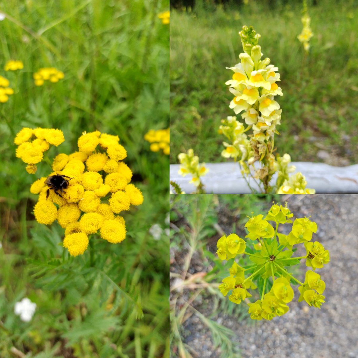 katri_j's tweet photo. Tälläinen kuvakolmikko tällä kertaa 😊 #pietaryrtti #keltakannusruoho #tarhatyräkki piristää näin sateisenakin ja pilvisenä päivänä 😅 #joensuu #noljakka #heinäkuu #kuvakooste #kauppareissu https://t.co/dlfxzCB6ws